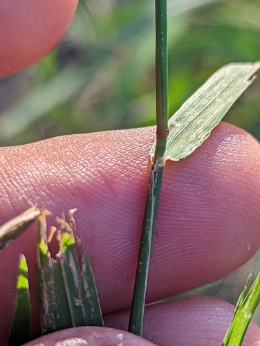Image of Dinebra panicea by (c) Abraham Sánchez Romero, some rights reserved (CC BY)