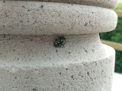 Zygogramma signatipennis