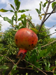Punica granatum