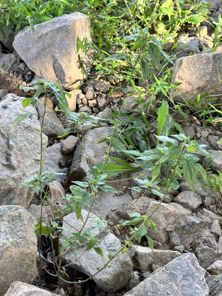 Pennsylvania pellitory from Claude R McMillan Bridge, Cayce, SC, US on ...