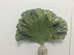 Udotea flabellum