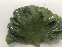 Udotea flabellum