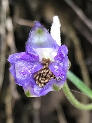 Delphinium madrense