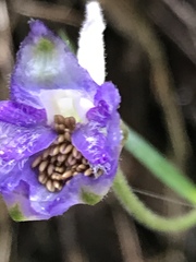 Delphinium madrense