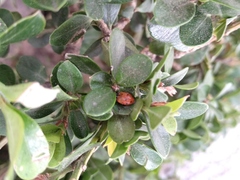 Hippodamia convergens