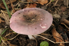 Russula grisea