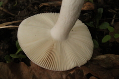 Russula grisea
