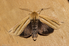 Ichneutica sulcana