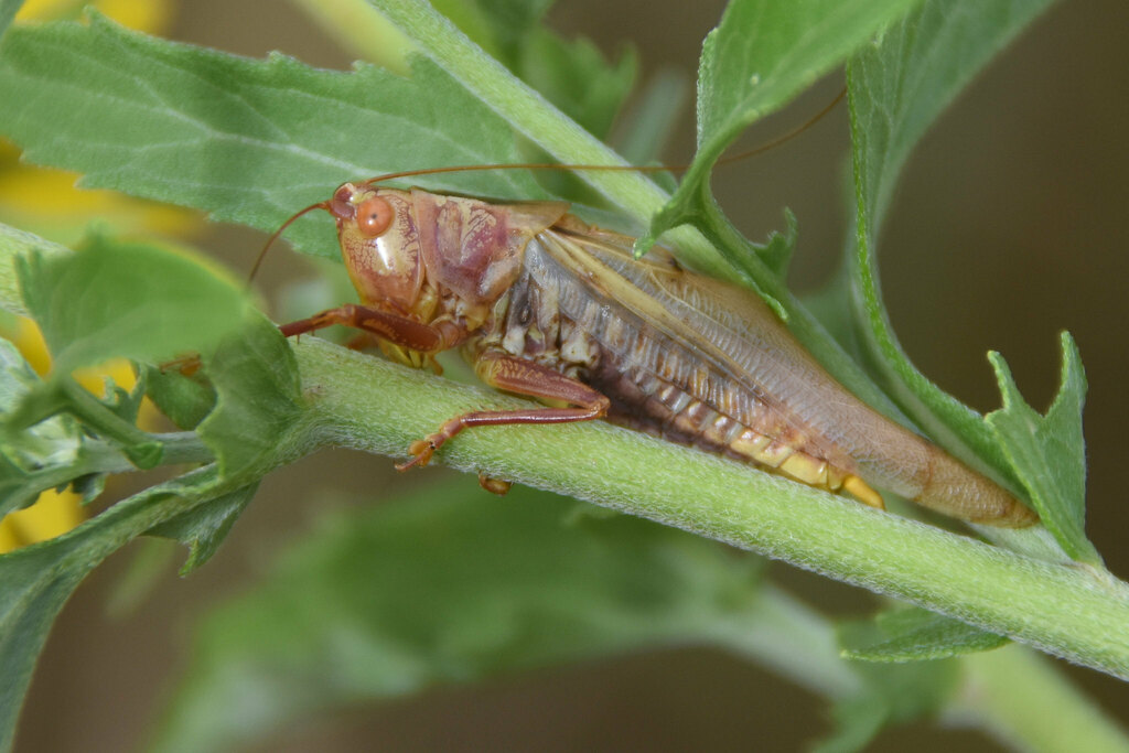 Common Meadow Katydid