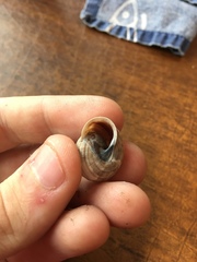 Webbhelix multilineata