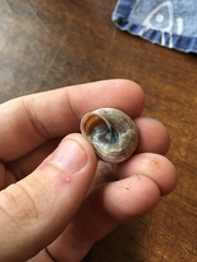 Webbhelix multilineata