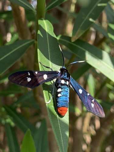 Polka-Dot Wasp Moth