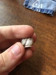 Webbhelix multilineata