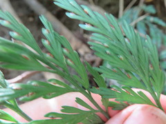 Asplenium shuttleworthianum