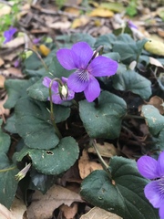 Viola