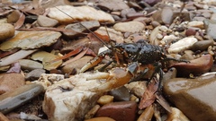Euastacus yarraensis