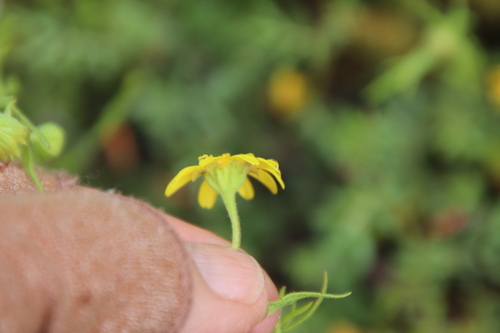 Image of Lasthenia coronaria by (c) Millie Basden, some rights reserved (CC BY)