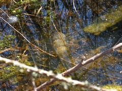Ambystoma gracile