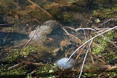 Ambystoma gracile