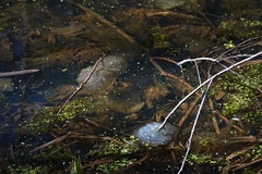 Ambystoma gracile