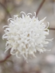 Chaenactis carphoclinia