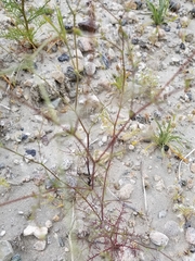 Chaenactis carphoclinia