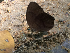 Faunis canens arcesilas