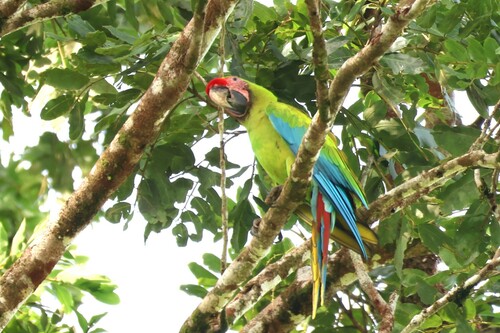 Bechsteinara (Ara ambiguus)