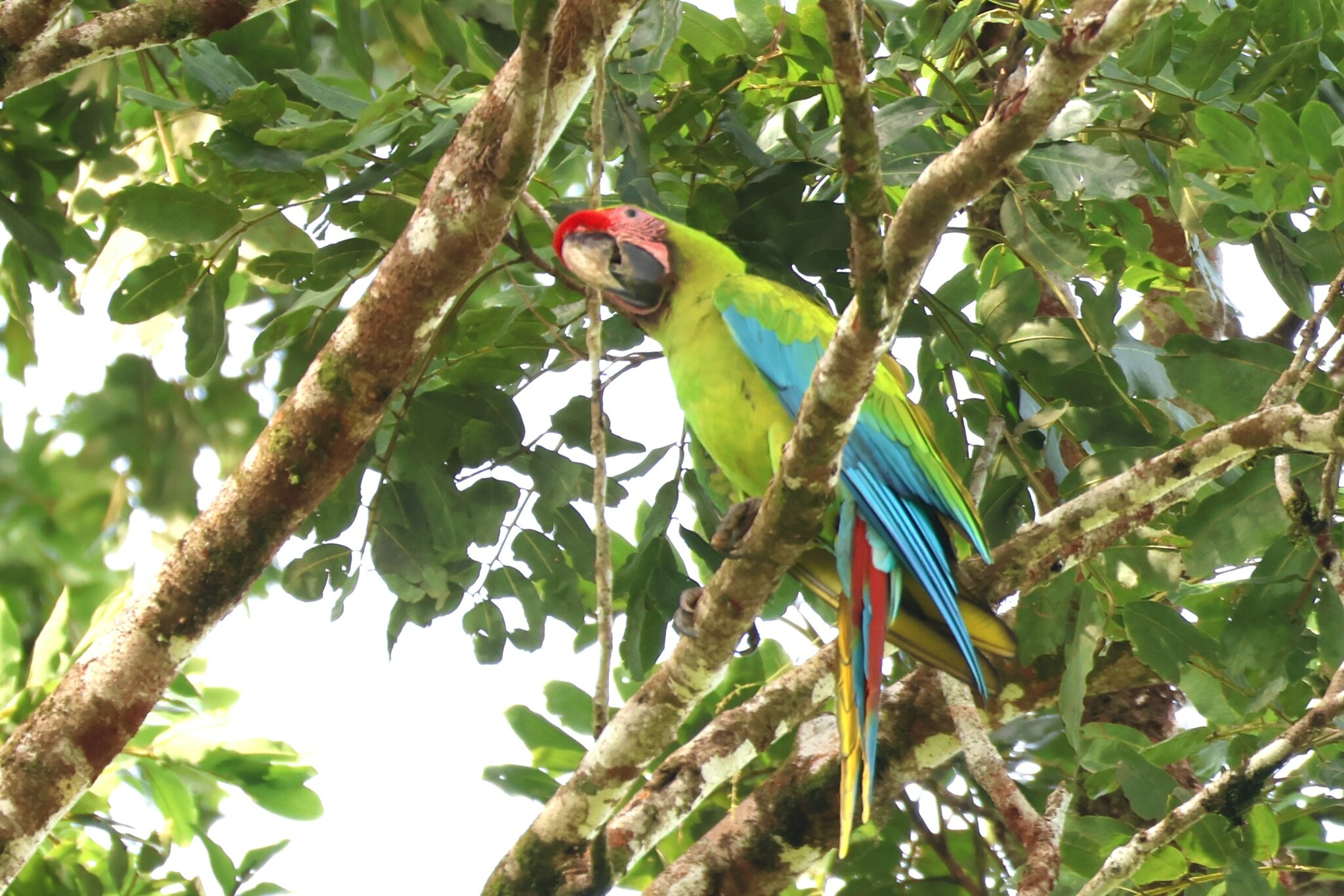 Great Green Macaw (Ara ambiguus)