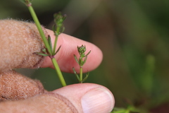 Galium nuttallii