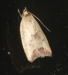 Ageletha elaeodes
