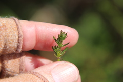 Galium nuttallii