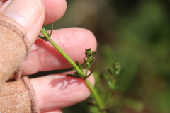 Galium nuttallii