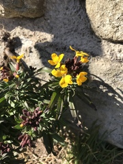 Erysimum × cheiri