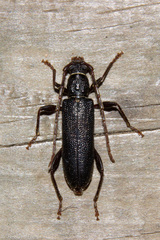 Callidiopis scutellaris