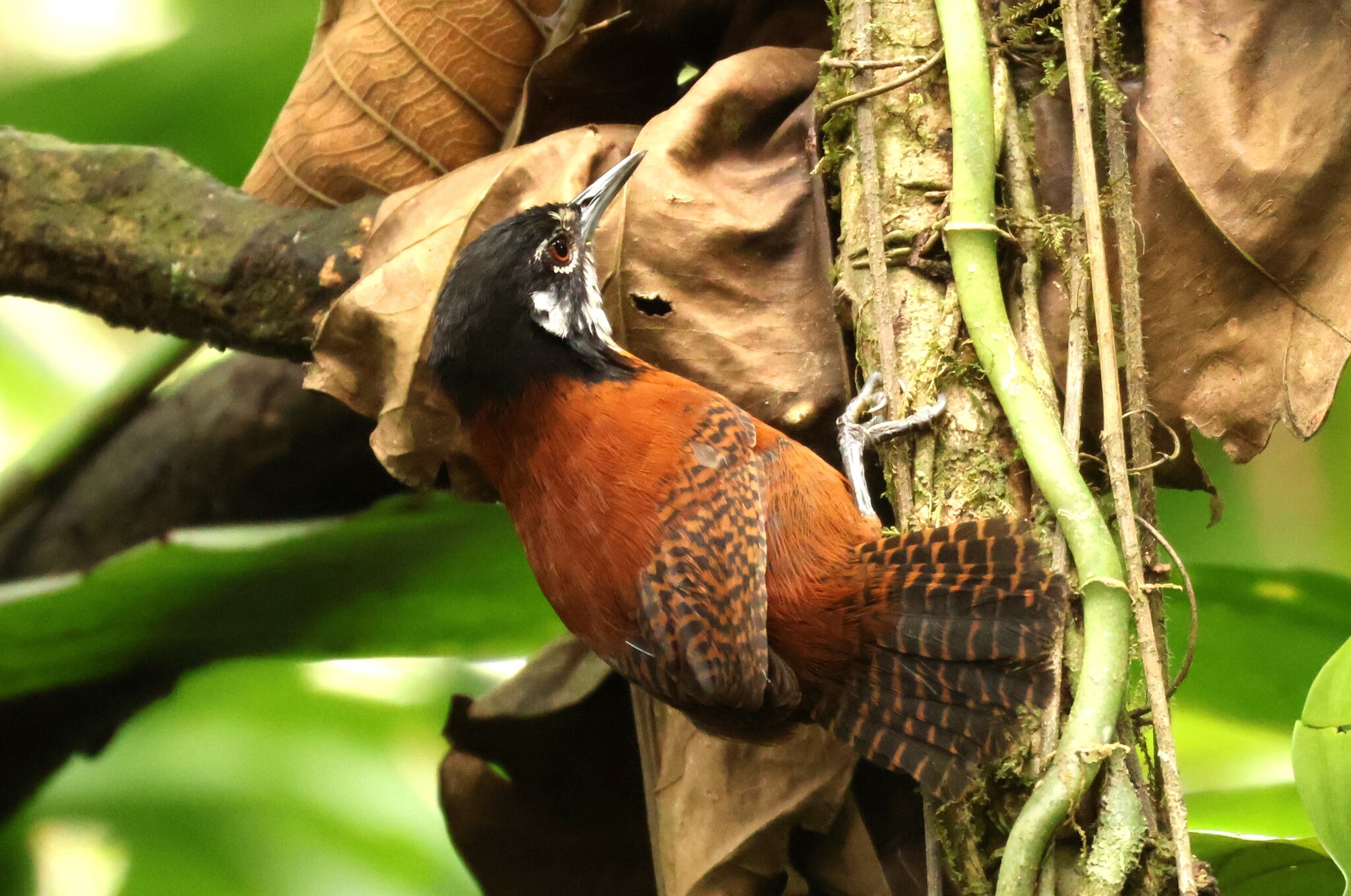 Bay Wren (Cantorchilus nigricapillus)