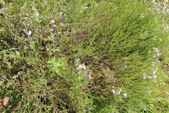 Galium nuttallii