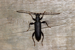 Callidiopis scutellaris