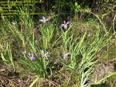 Iris brevicaulis