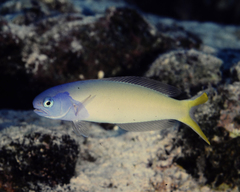 Hoplolatilus starcki