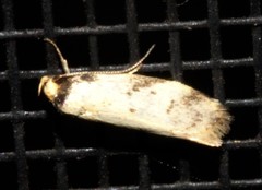 Philobota transversella