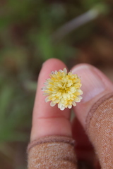 Microseris douglasii platycarpha