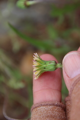 Microseris douglasii platycarpha