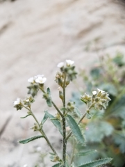 Lappula occidentalis