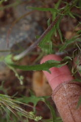 Microseris douglasii platycarpha