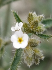 Lappula occidentalis