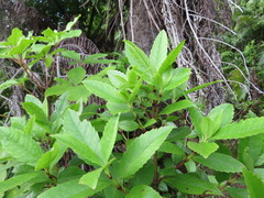Ascarina lucida lanceolata