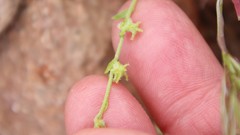 Harpagonella palmeri