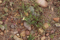 Microseris douglasii platycarpha