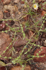 Harpagonella palmeri